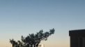 Autor: Jiří Šíp - Merkur na ranní obloze (nízko nad větvemi stromu)